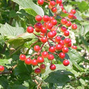 Vib-Cranberry-Amer Highbush